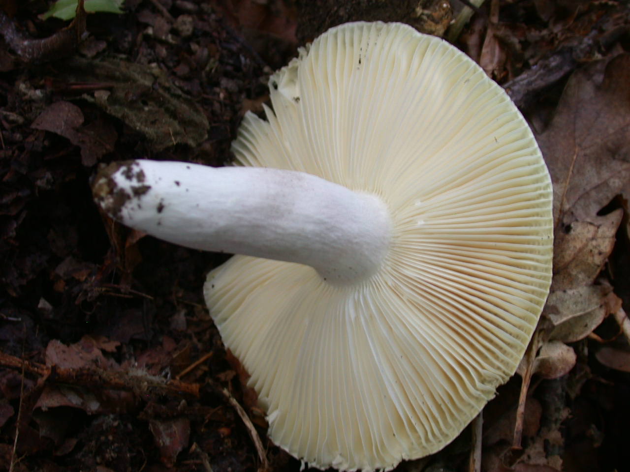 Russula violeipes ... var.citrina